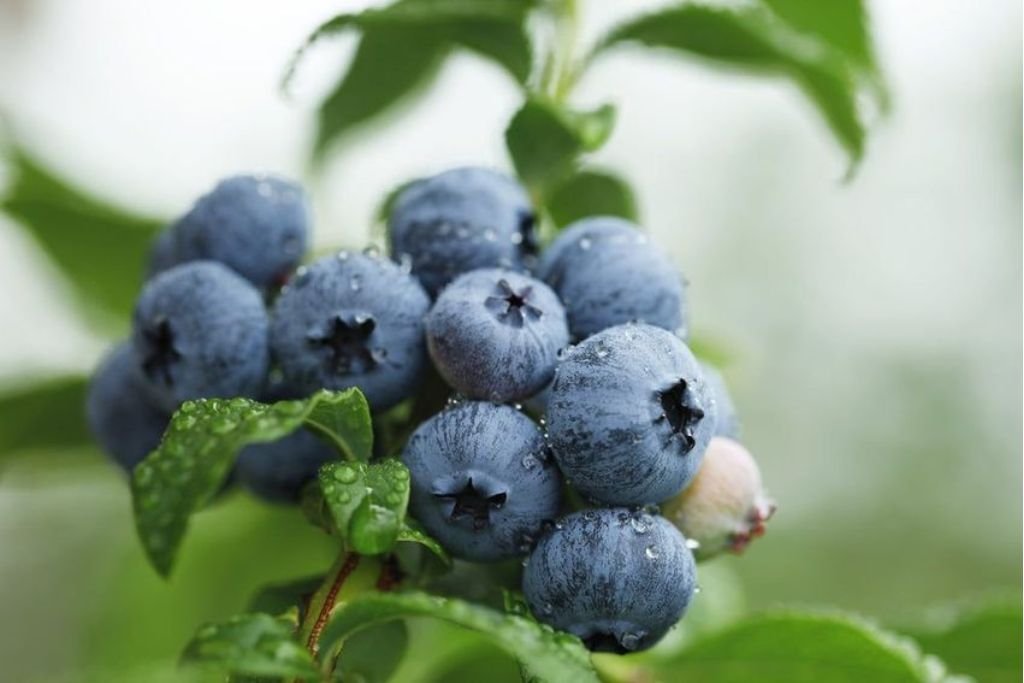 Misty Blueberry Plants